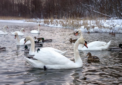 МСК: Зимний Заповедник (5 дней) МСК: Зимний Заповедник (5 дней)