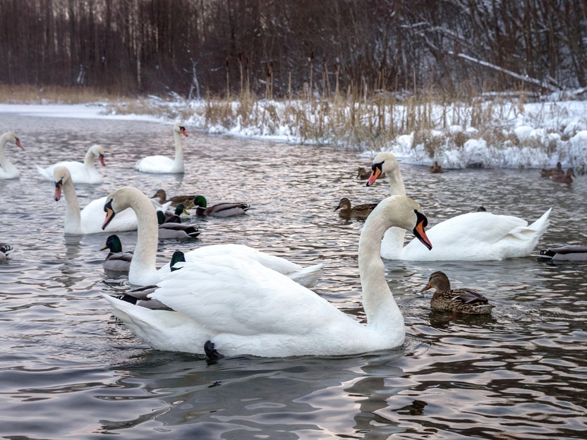 МСК: Зимний Заповедник (5 дней) МСК: Зимний Заповедник (5 дней)
